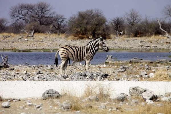 Damara Zebra Equus Burchelli Vattenhålet Etosha Namibia — Stockfoto