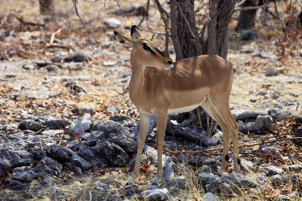Svart Faced Impala Aepyceros Melampus Petersi Etosha Namibia — Stockfoto