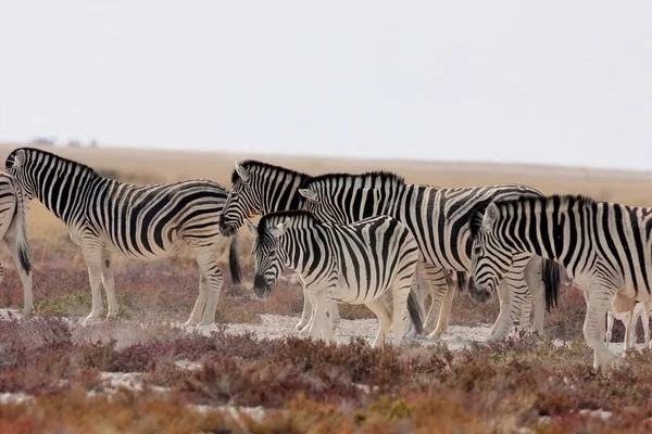 Damara Zebra Equus Burchelli Etosha Namíbia — Stock Fotó