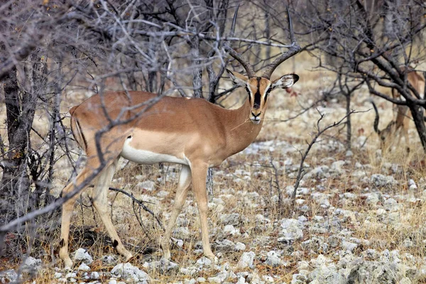 Impala Dalla Faccia Nera Aepyceros Melampus Petersi Etosha Namibia — Foto Stock