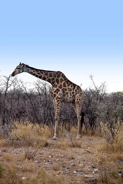 Girafe Giraffa Camelopardalis Dans Parc National Etosha Namibie — Photo