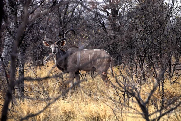 Macho Greater Kudu Tragelaphus Strepsiceros Parque Nacional Etosha Namibia —  Fotos de Stock