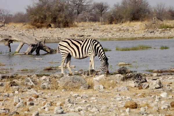 Damara Zebra Equus Burchelli Waterhole Etosha Namibië — Stockfoto