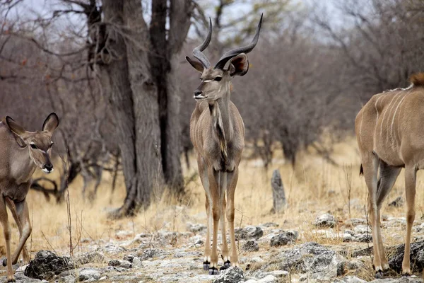 Mężczyzna Większa Kudu Tragelaphus Strepsiceros Etosha National Park Namibia — Zdjęcie stockowe