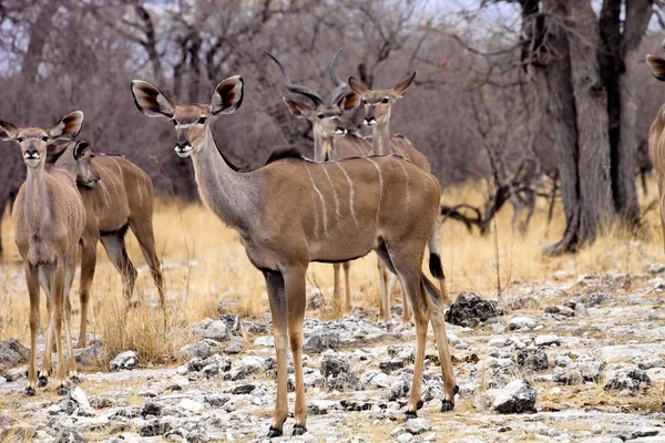 Grand Kudu Femelle Tragelaphus Strepsiceros Dans Parc National Etosha Namibie — Photo