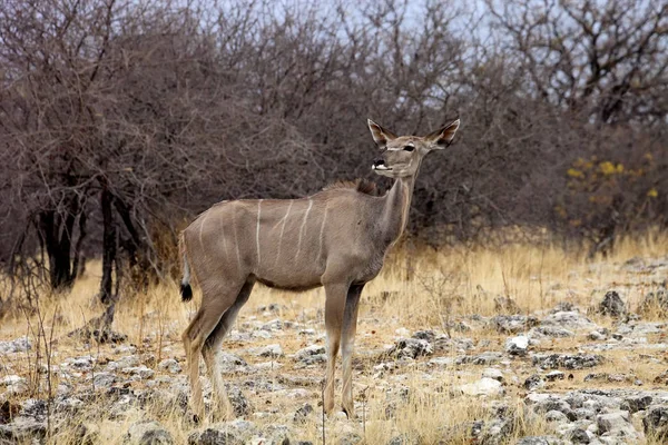 Ženský Kudu Velký Tragelaphus Strepsiceros Národním Parku Etosha Namibie — Stock fotografie