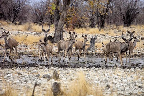 集团大 Kudu Tragelaphus Strepsiceros 在水坑 埃托沙国家公园 纳米比亚 — 图库照片