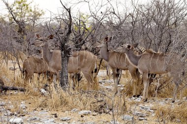 Grup büyük kudu, yayılım gösterir: strepsiceros etkin Milli Parkı, Namibia