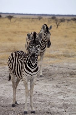 Damara zebra, Equus burchelli Etosha, Namibya