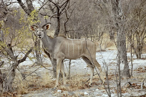 Kudu 나미비아 빈트후크에서에서 Tragelaphus Strepsiceros — 스톡 사진