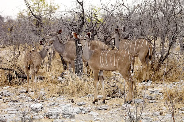 Groupe Greater Kudu Tragelaphus Strepsiceros Dans Parc National Etosha Namibie — Photo
