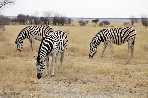 Damara Zebra Equus Burchelli Etosha Namibya — Stok fotoğraf