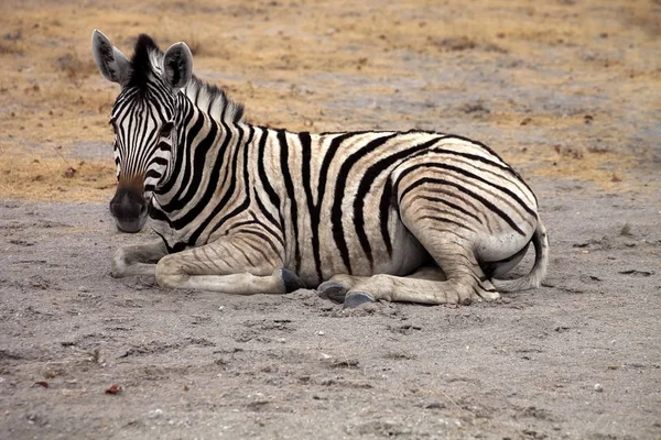 Damara Zebra Equus Burchelli Etosha Namibie — Photo