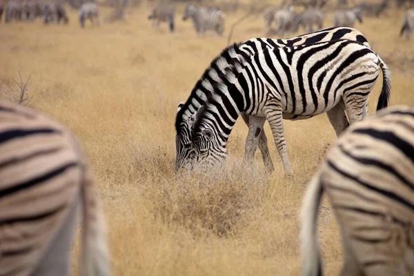 Damara Zebra Equus Burchelli Cuidado Mutuo Del Cabello Etosha Namibia —  Fotos de Stock