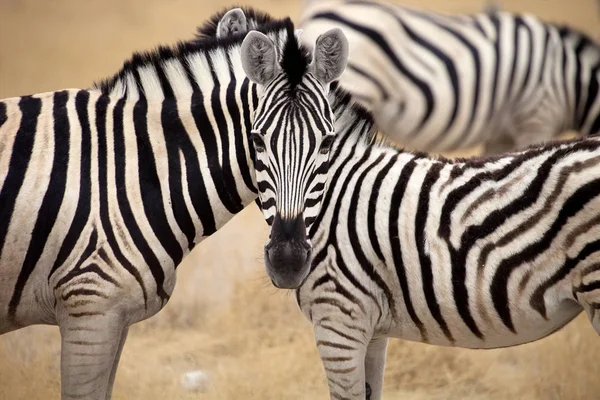 Damara Zebra Equus Burchelli Mutual Hair Care Etosha Namibia — Stock Photo, Image