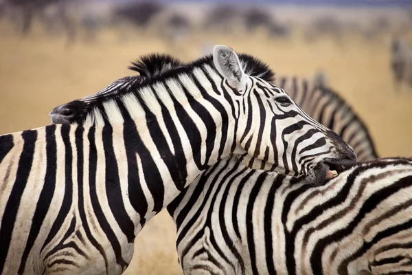 Damara Zebra Equus Burchelli Cabelo Mútuo Etosha Namíbia — Fotografia de Stock