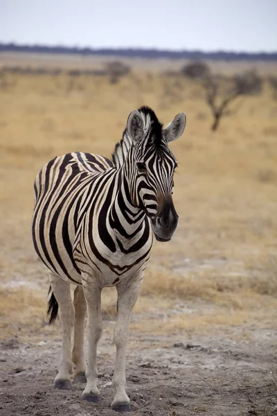 Damara Zebra Equus Burchelli Etosha Namíbia — Fotografia de Stock