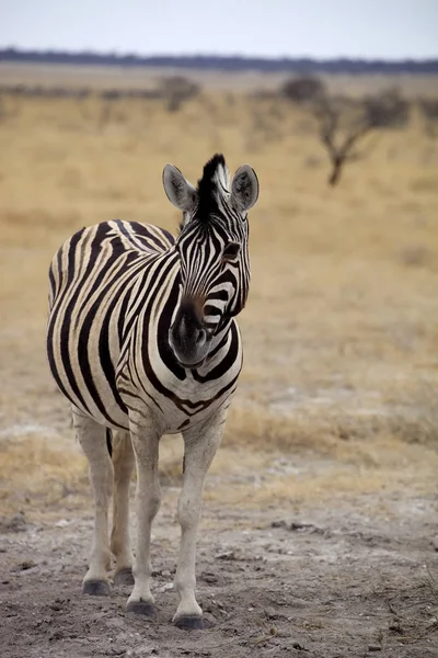 Damara Zebra Equus Burchelli Etosha ナミビア — ストック写真