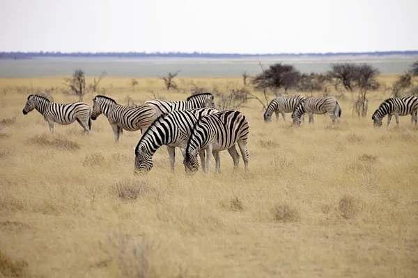 Damara Zebra Equus Burchelli Etosha Namíbia — Fotografia de Stock