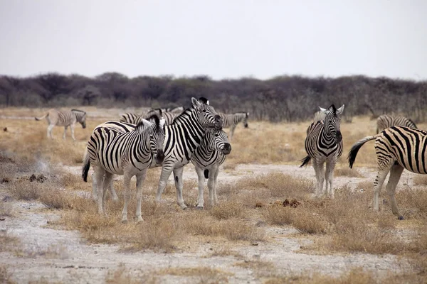 Damara Zebra Manada Equus Burchelli Estepa Etosha Namibia — Foto de Stock