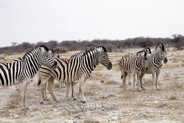 Damara Zebra Equus Burchelli Stádo Stepi Etosha Namibie — Stock fotografie