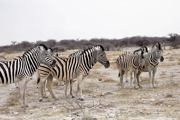 Damara Zebra Equus Burchelli Rebanho Estepe Etosha Namíbia — Fotografia de Stock