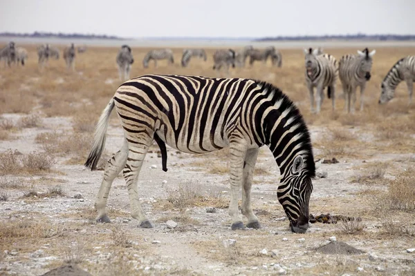 Damara Zebra Equus Burchelli Turma Stepă Etosha Namibia — Fotografie, imagine de stoc