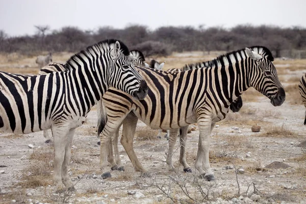 纳米比亚埃托沙草原的Damara Zebra Equus Burchelli群 — 图库照片