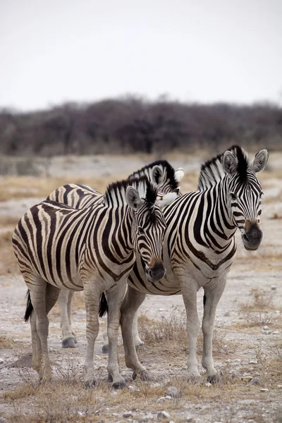 ダマラ ゼブラ エクウス ブルチェリの群れ エトーシャ ナミビア — ストック写真