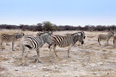 Damara zebrası, Equus burchelli sürüsü bozkırda, Etosha, Namibya