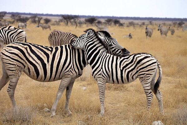 Damara zebra, Equus burchelli Mutual hair care, Etosha, Namibia