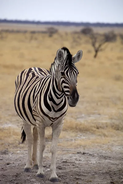 Damara Zebra Equus Burchelli Etosha Namibia — 스톡 사진