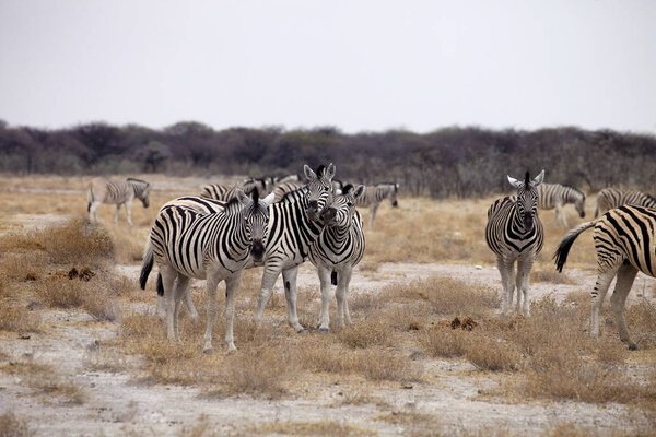 Damara zebra, Equus burchelli herd in steppe, Etosha, Namibia