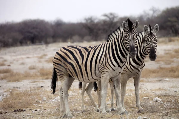 Damara Zebra Equus Burchelli Stádo Stepi Etosha Namibie — Stock fotografie