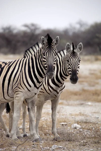 Damara Zebra Manada Equus Burchelli Estepa Etosha Namibia —  Fotos de Stock