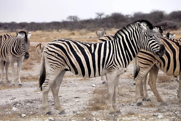 Damara zebra, Equus burchelli gregge in steppa, Etosha, Namibia — Foto Stock