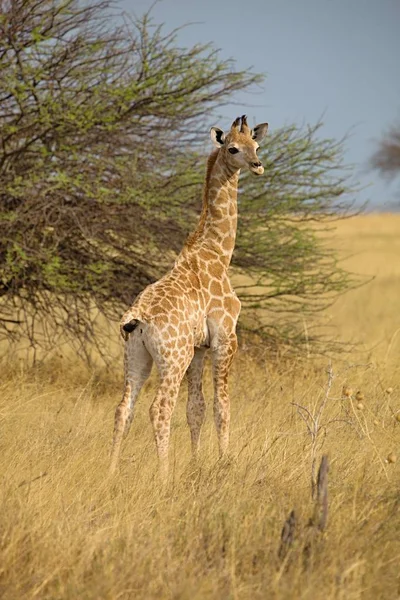 Girafa Girafa Camelopardalis Parque Nacional Etosha Namíbia — Fotografia de Stock