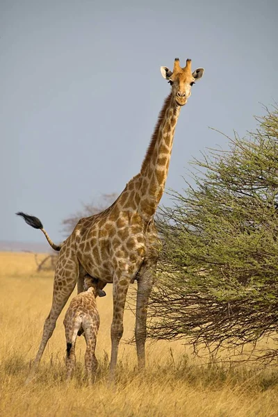 Καμηλοπάρδαλη Giraffa Καμηλοπάρδαλις Μωρό Θηλάζει Στο Εθνικό Πάρκο Ετόσα Στην — Φωτογραφία Αρχείου
