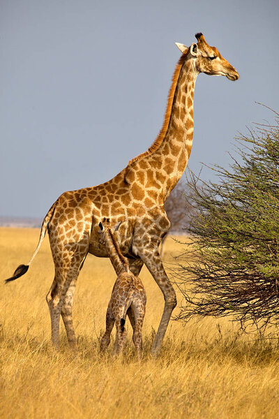 Giraffe, Giraffa camelopardalis,with breastfeeding baby in Etosha National Park, Namibia