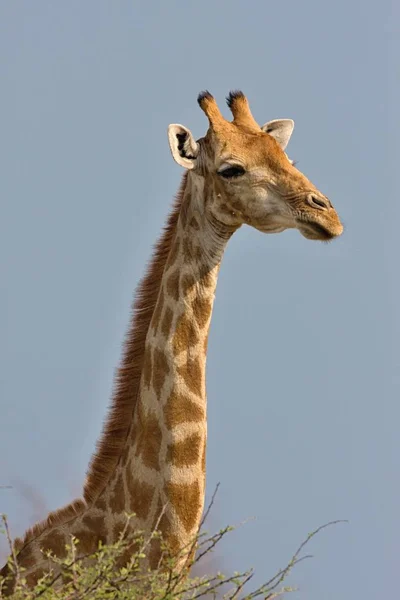 Καμηλοπάρδαλη Giraffa Καμηλοπάρδαλις Στο Εθνικό Πάρκο Ετόσα Στην Ναμίμπια — Φωτογραφία Αρχείου
