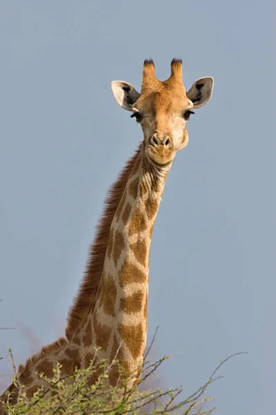 Giraffa Giraffa Camelopardalis Nel Parco Nazionale Etosha Namibia — Foto Stock