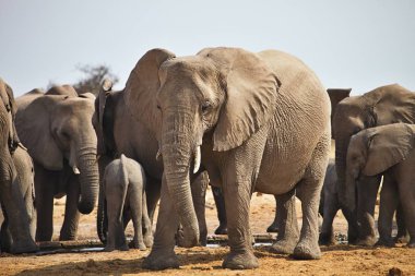 Afrika filleri, Loxodon africana, içme suyu su birikintisinin etkin, Namibya