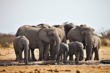 Bir su birikintisinin etkin, Namibya Afrika filleri, Loxodon africana, çalışır