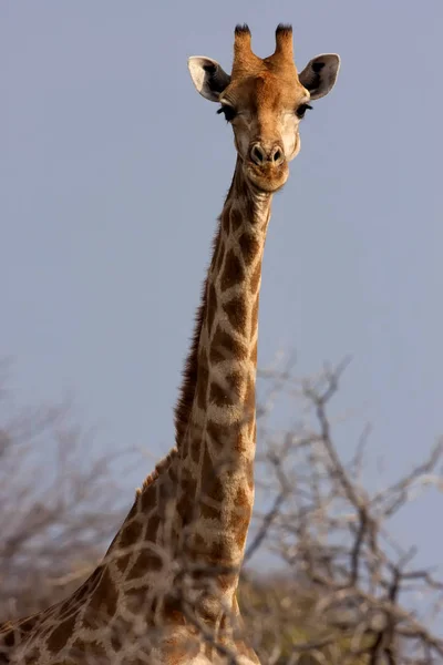 Zsiráf Giraffa Zsiráf Etosha Nemzeti Parkban Namíbia — Stock Fotó