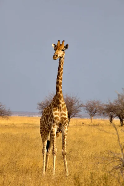 Zürafa Zürafa Zürafa Etkin Milli Parkı Namibia — Stok fotoğraf