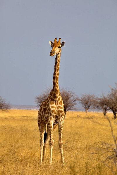 Giraffe, Giraffa camelopardalis, in Etosha National Park, Namibia