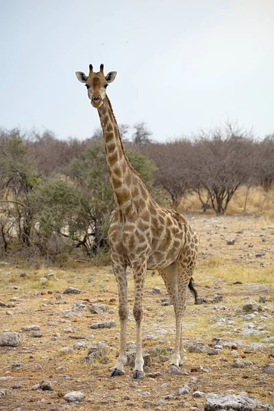 Καμηλοπάρδαλη Giraffa Καμηλοπάρδαλις Στο Εθνικό Πάρκο Ετόσα Στην Ναμίμπια — Φωτογραφία Αρχείου