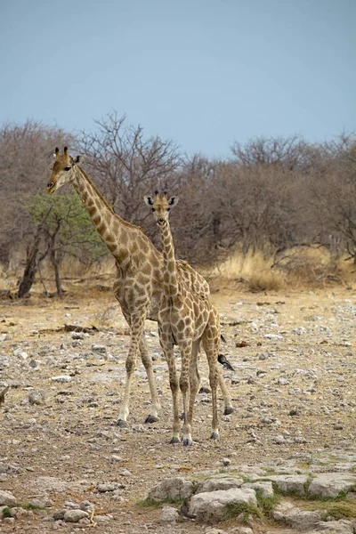 Zürafa Zürafa Zürafa Etkin Milli Parkı Namibia — Stok fotoğraf