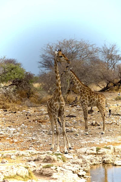 Жираф Жираф Giraffa Національний Парк Етоша Намібія — стокове фото