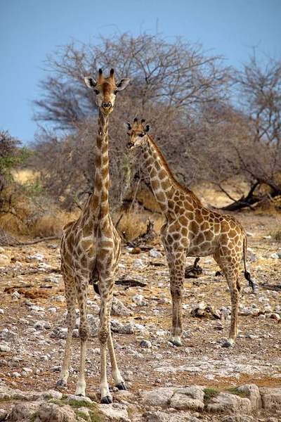 Zürafa Zürafa Zürafa Etkin Milli Parkı Namibia — Stok fotoğraf